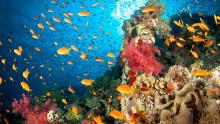 NOAA's Coral Reef Conservation Program (CRCP) - What Makes a Coral Reef