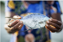 Fishers in West Santo Province are seeing decreasing fish sizes in their catch Fishers in West Santo Province are seeing decreasing fish sizes in their catch - Credit: Nikiatu Kuautonga/Save the Children